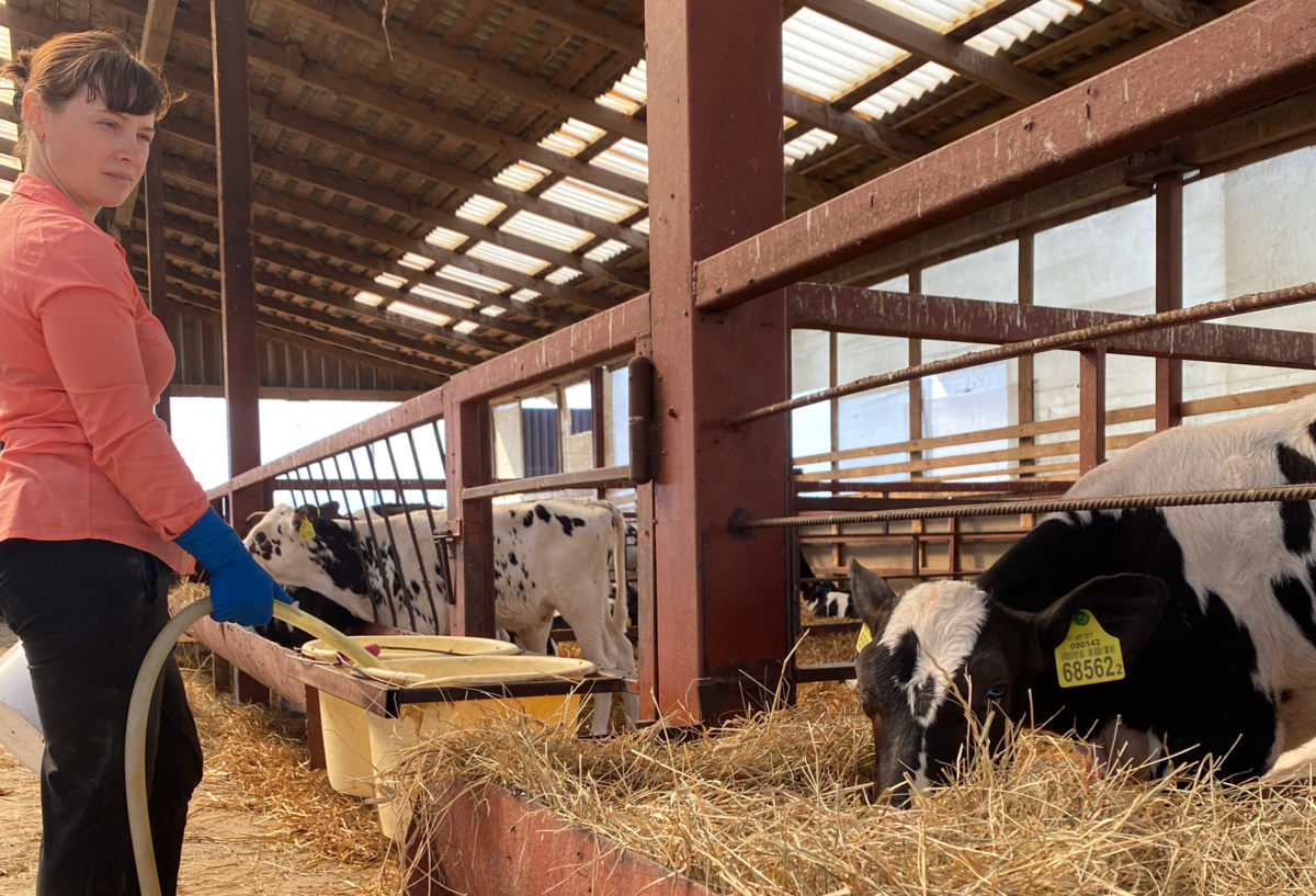 Секрет качественного молока – правильная подстилка для дойных коров
