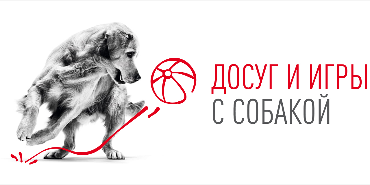 Досуг и игры с собакой | Royal Canin