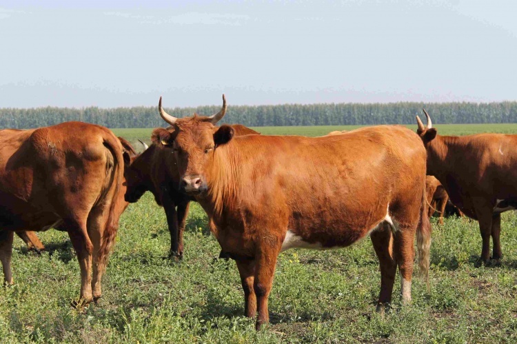 Породы коров с фото и описанием – ТОП-10 самых лучших мясных и молочных 🐮