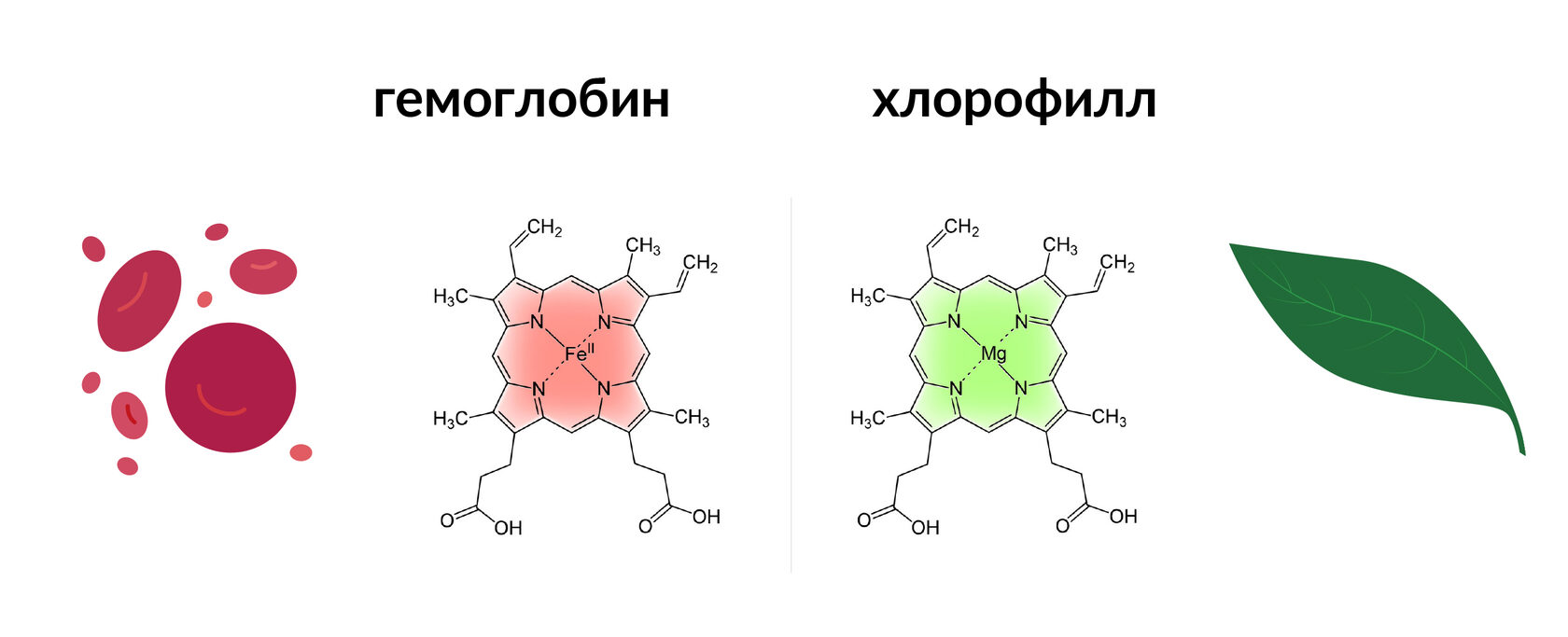 Хлорофилл реакция