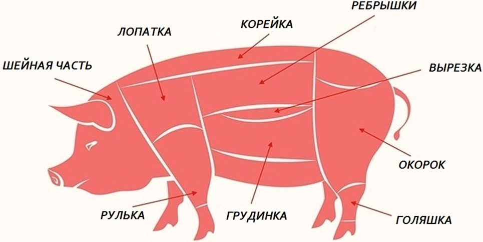 Особенности кормления свиней на комплексах