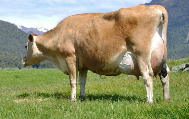 Мясо-молочные породы коров