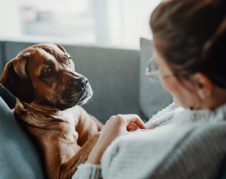 Как проводят эвтаназию собак на дому?