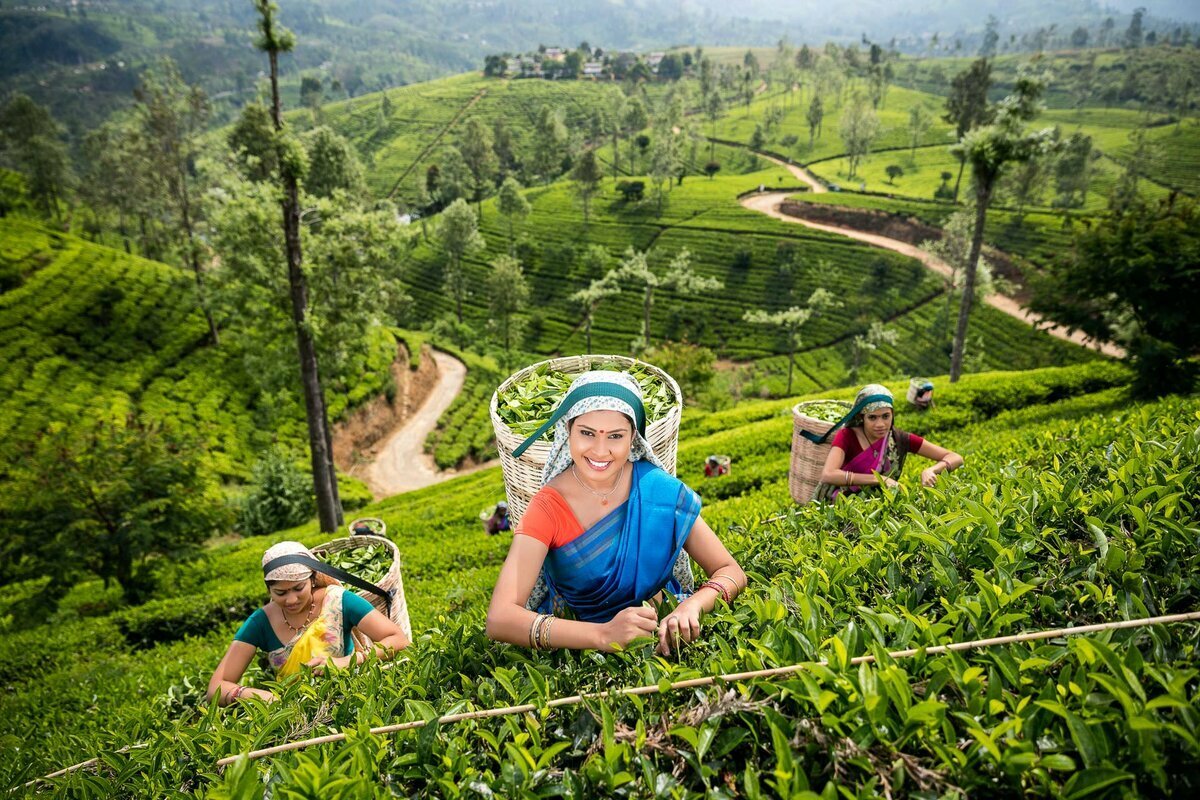 Nuwara Eliya Шри Ланка